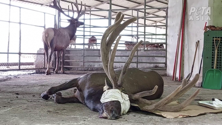 割鹿茸飲鹿血　PETA揭露南韓鹿茸產業虐待動物
