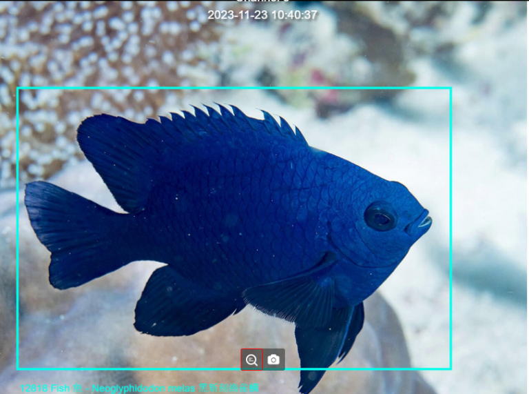 海委會發展海洋生物AI自動辨識　管碧玲：科技輔勤，提升監測效能