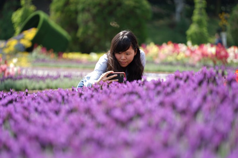 全台灣最浪漫的薰衣草花季　媲美法國普羅旺斯