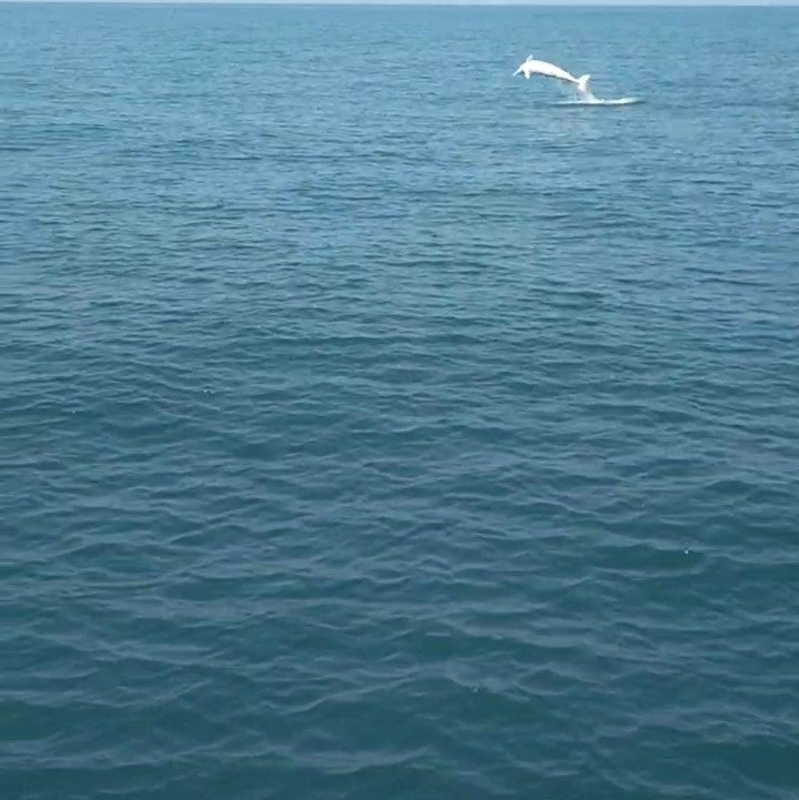 保育有成　白海豚悠游台灣海洋