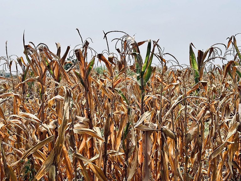 契作硬質玉米穩定國內原料來源　維護農地生態環境