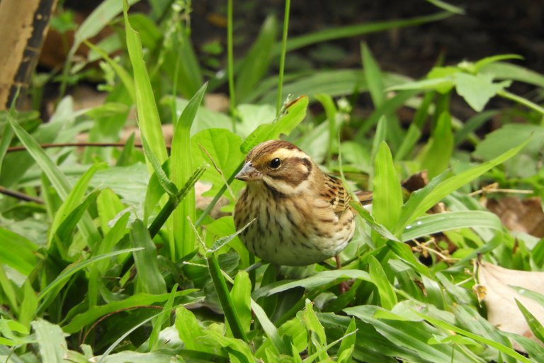 稀有候鳥黃眉鵐現身科博館！　呼籲民眾開啟「賞鳥勿擾模式」
