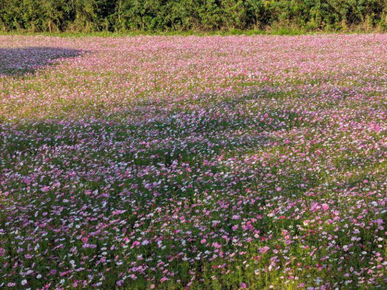 花開寶山、浪漫整冬 波斯菊花海迎接旅遊季 花開寶山、浪漫整冬 波斯菊花海迎接旅遊季