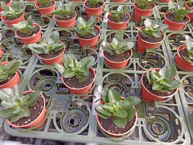 設施盆花智慧灌溉 省工節能好美麗 設施盆花智慧灌溉 省工節能好美麗