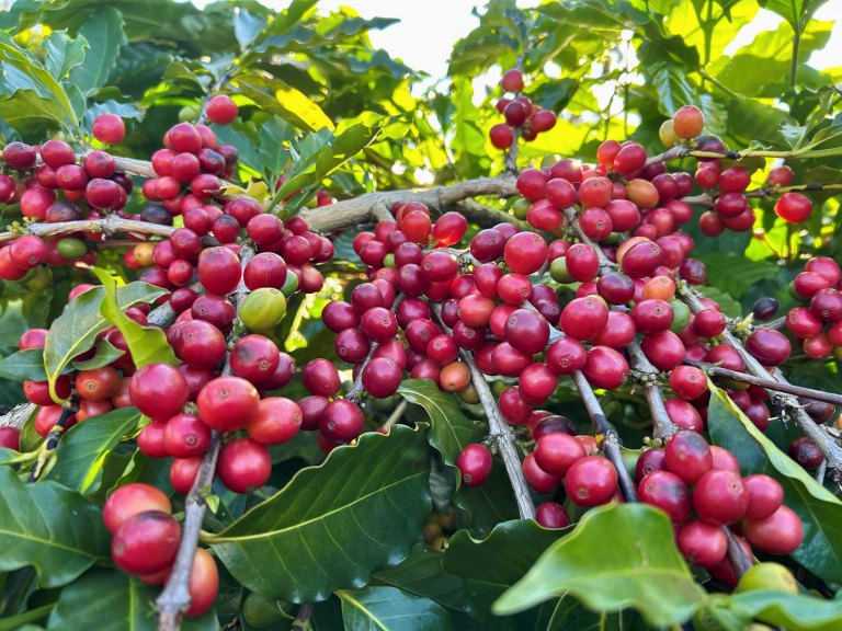 2026年臺灣咖啡新產季登場 邀您品味屬於臺灣的島嶼風味 2026年臺灣咖啡新產季登場 邀您品味屬於臺灣的島嶼風味