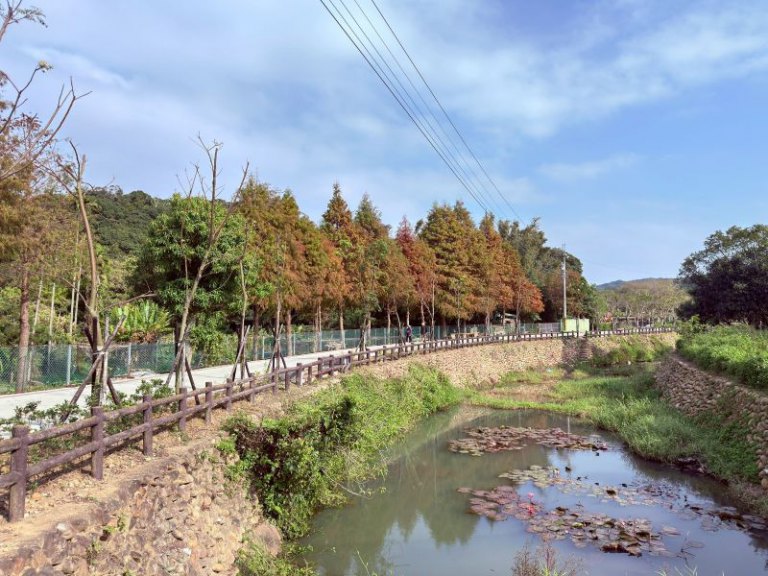 寒流催色落羽松轉紅　竹縣精選五大賞落羽松秘境迎冬日浪漫