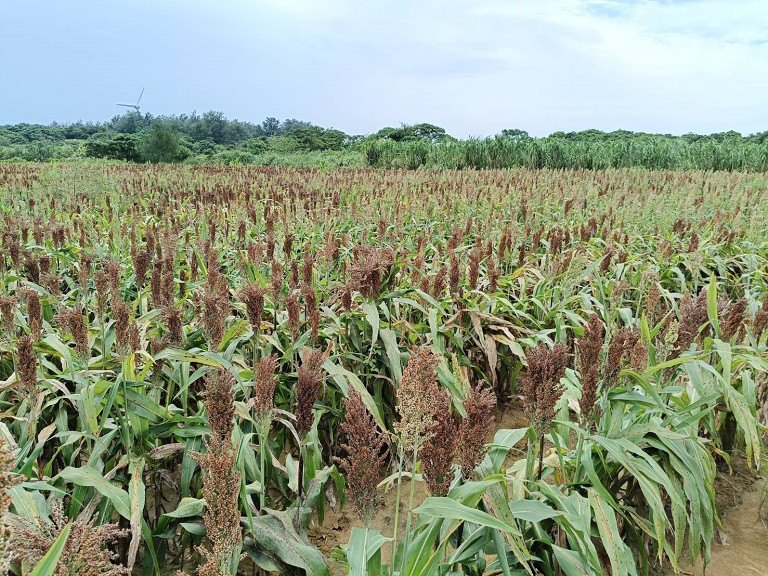 綠色環境獎勵補貼開放申報　桃市加碼補助最高4.5萬獎勵金
