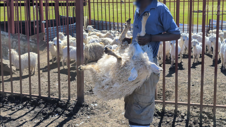 「人道認證」遭質疑 PETA調查揭露馬海毛產業系統性虐待山羊 「人道認證」遭質疑 PETA調查揭露馬海毛產業系統性虐待山羊