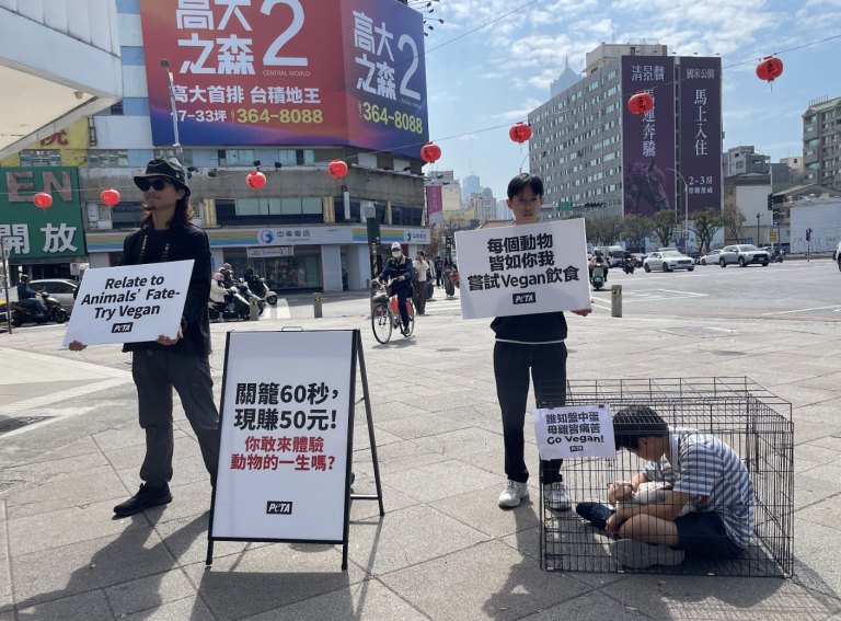 進籠一分鐘換 50 元　PETA 高雄行動示威揭露蛋雞終身囚禁真相