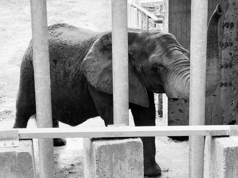 終結孤寂圈養的悲劇 PETA 悼念非洲象「阿里」並呼籲全面檢視大象福利 終結孤寂圈養的悲劇 PETA 悼念非洲象「阿里」並呼籲全面檢視大象福利