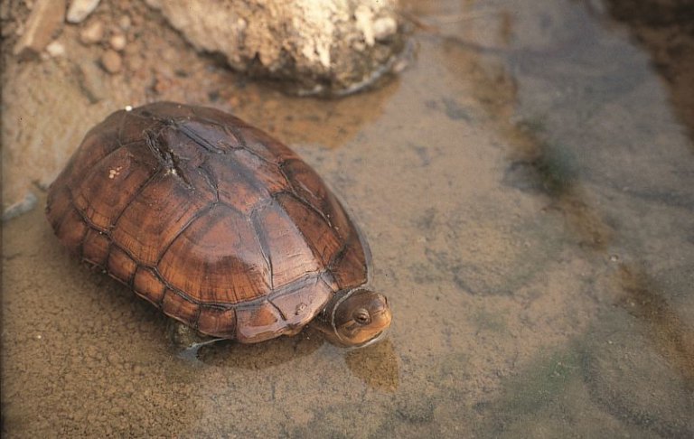 守護保育柴棺龜及食蛇龜領「生態薪水」! 桃竹兩場說明會3月登場教你如何邊務農邊領獎金! 守護保育柴棺龜及食蛇龜領「生態薪水」! 桃竹兩場說明會3月登場教你如何邊務農邊領獎金!