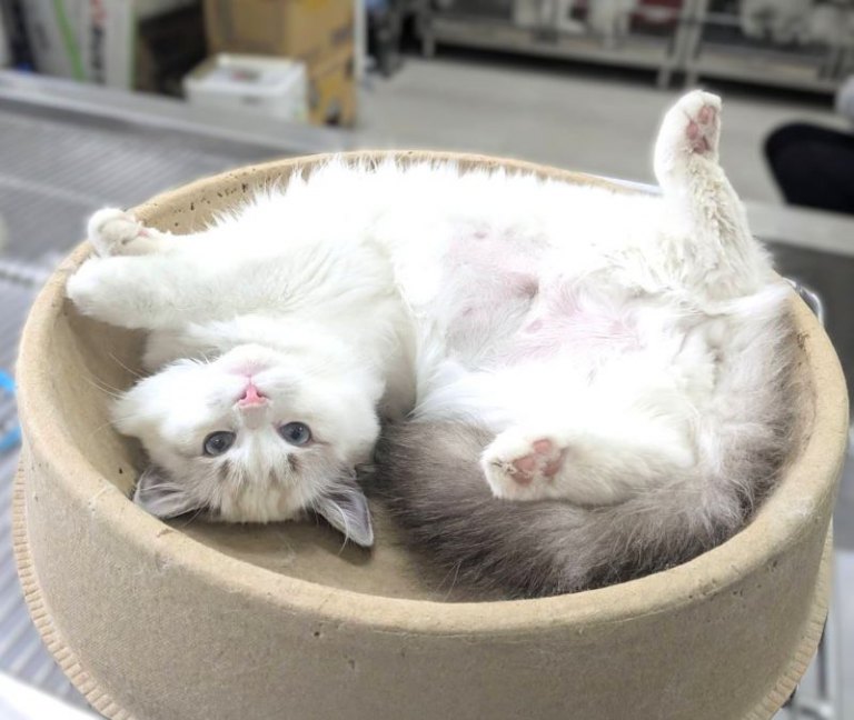 「布想長大-偶想回家」　竹縣動保所3月18日為8隻布偶貓找新家