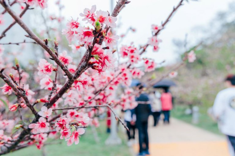「花現好日仔」賞櫻季圓滿落幕　兩週吸引逾19萬人次走訪新竹公園