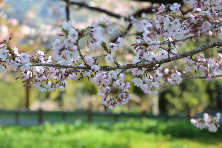 阿里山花季百花齊放　世界級鐵道、森林花香秘境精華路線一次看