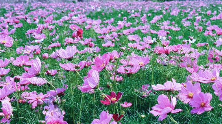 「2026竹北陌上花開季」4/18起兩波花季接力綻放　鄭朝方邀您來西區後花園賞花