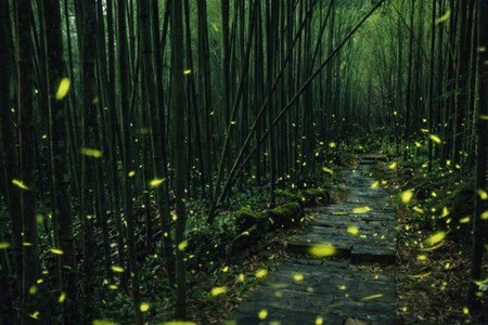 「螢來星光，奇幻旅程」　阿里山賓館漫遊鐵道、親子步道賞螢趣