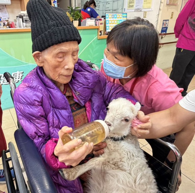駿馬吉羊療癒長輩　新竹榮家導入動物互動添溫情