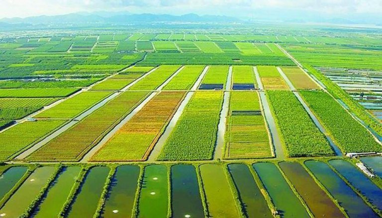活化農地利用　桃園市辦理115年農地重劃區抵費地公開標售
