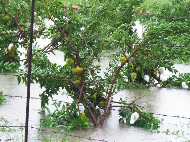▲ 尼伯特颱風帶來強風豪雨，台東釋迦園泡在水裡。(圖片來源／網路)