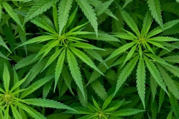 ▲ 5000人連署籲大麻降為三級毒品遭否決　法務部：有濫用趨勢。(圖／澳洲新聞)