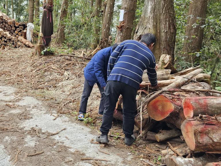維持山村社區發展 國有林試辦疏伐木開放當地居民自由撿拾